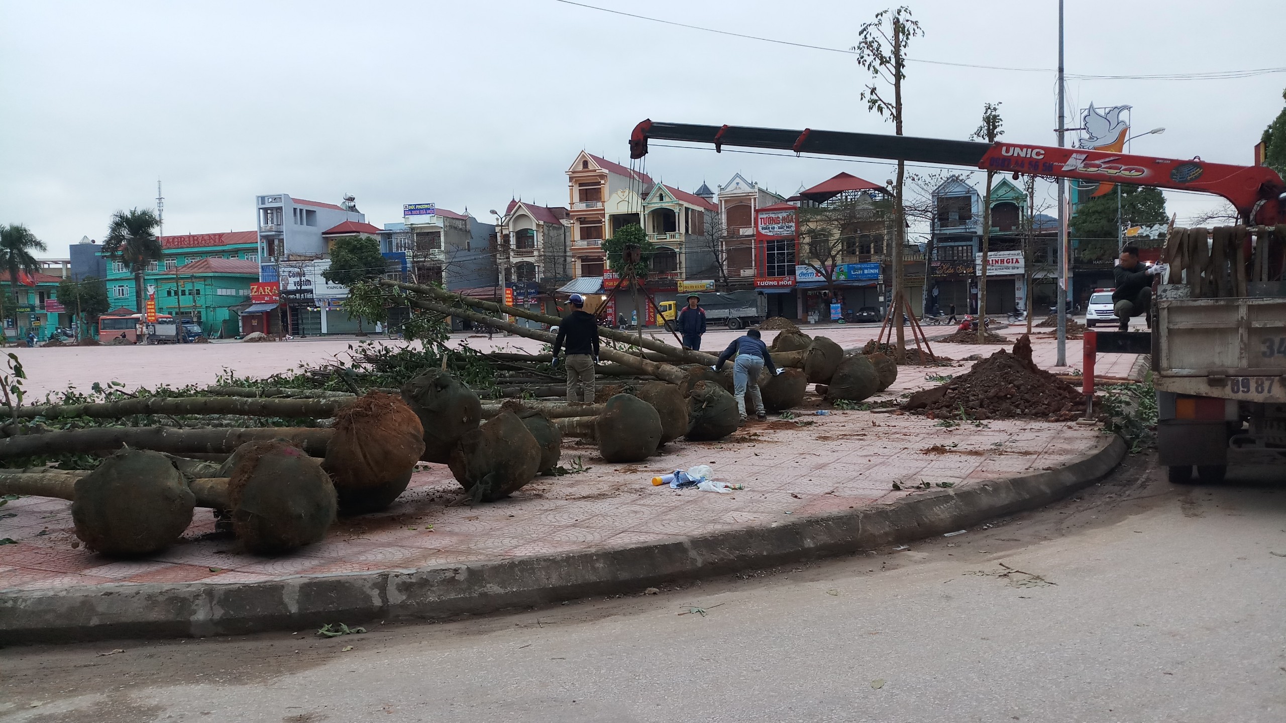Dự án cây xanh đô thị ở Lục Ngạn - Bắc Giang