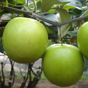 Giống táo đại